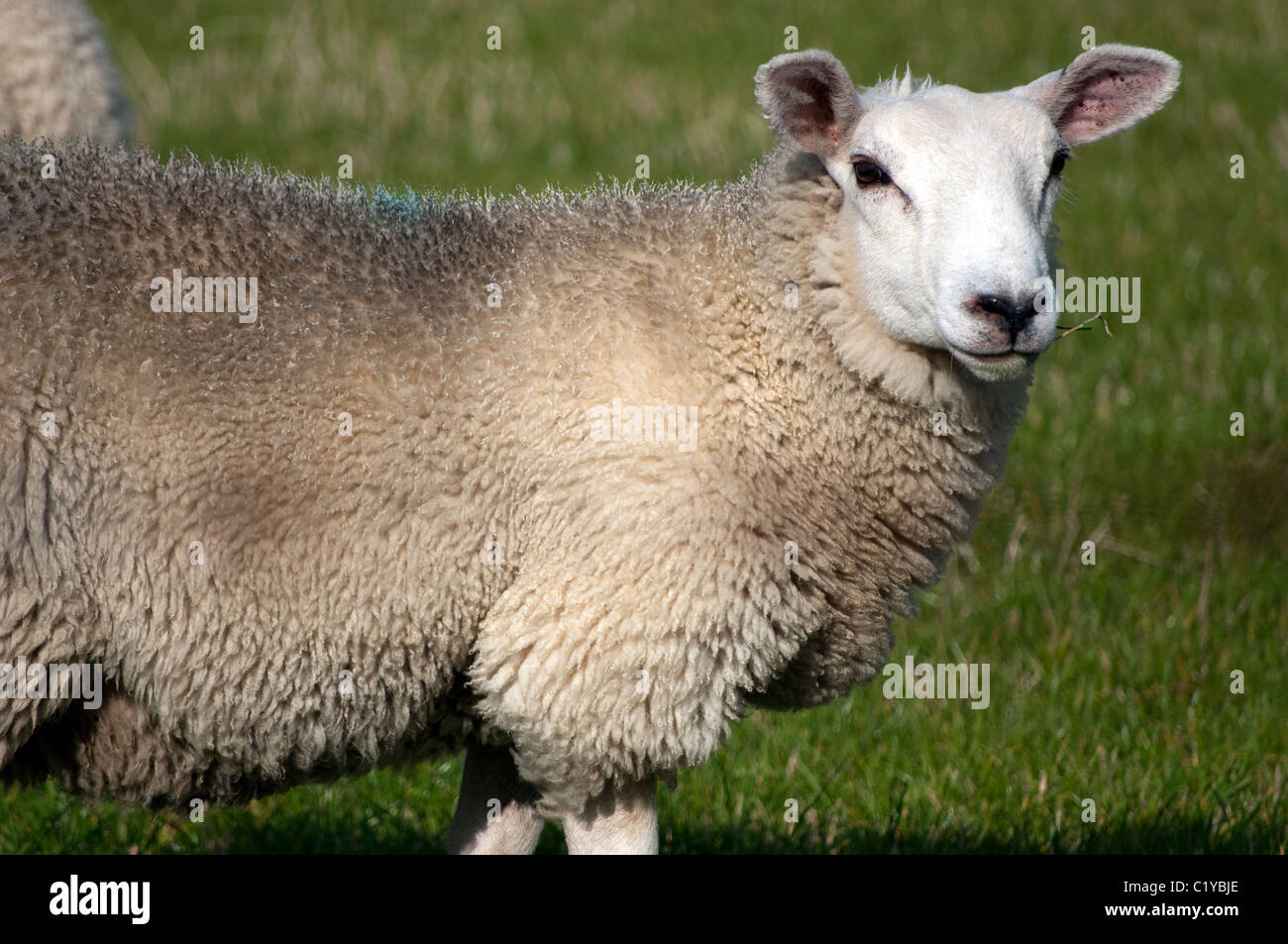 Lambs and sheep Stock Photo Alamy