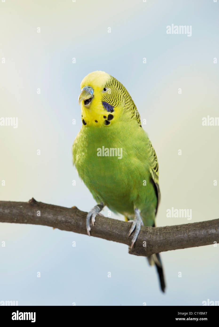 Budgies on branch hi-res stock photography and images - Alamy