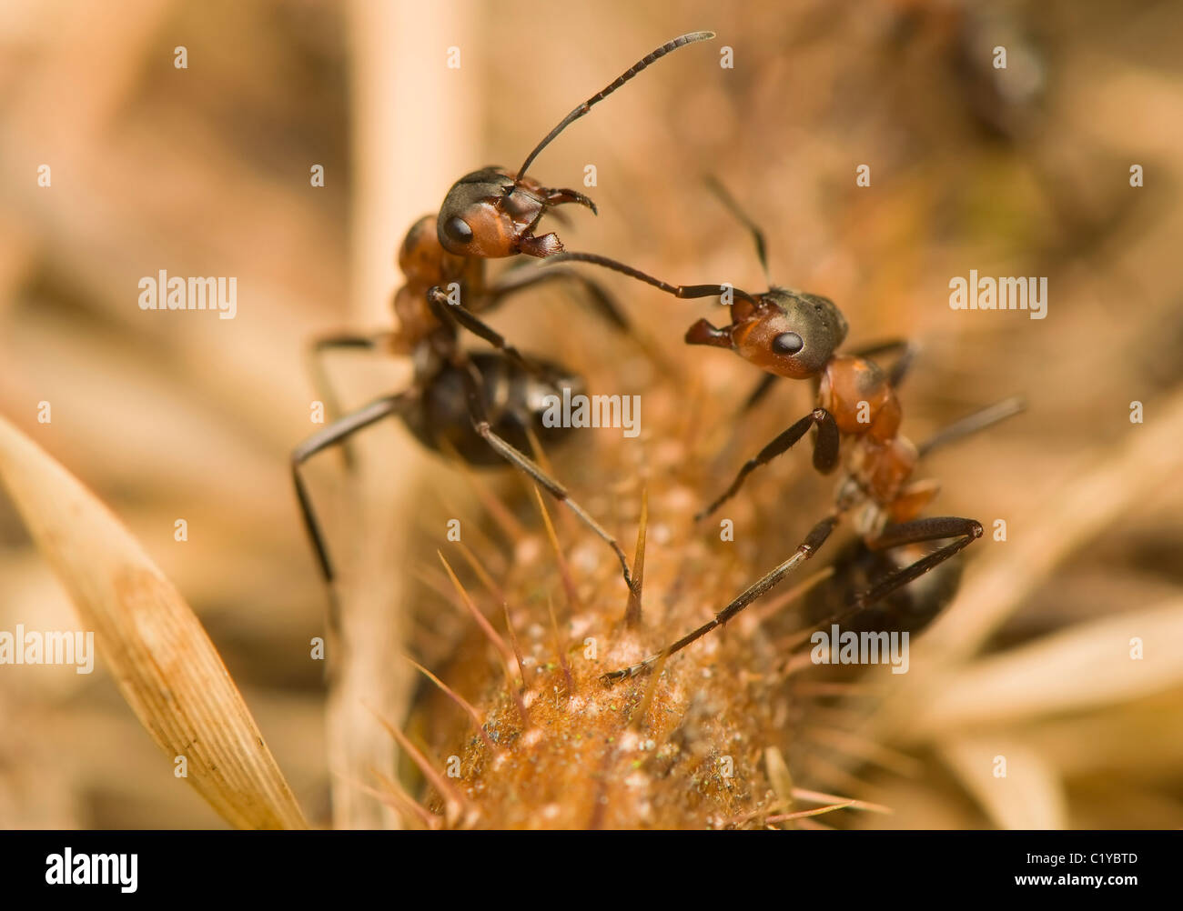 formica rufa Stock Photo