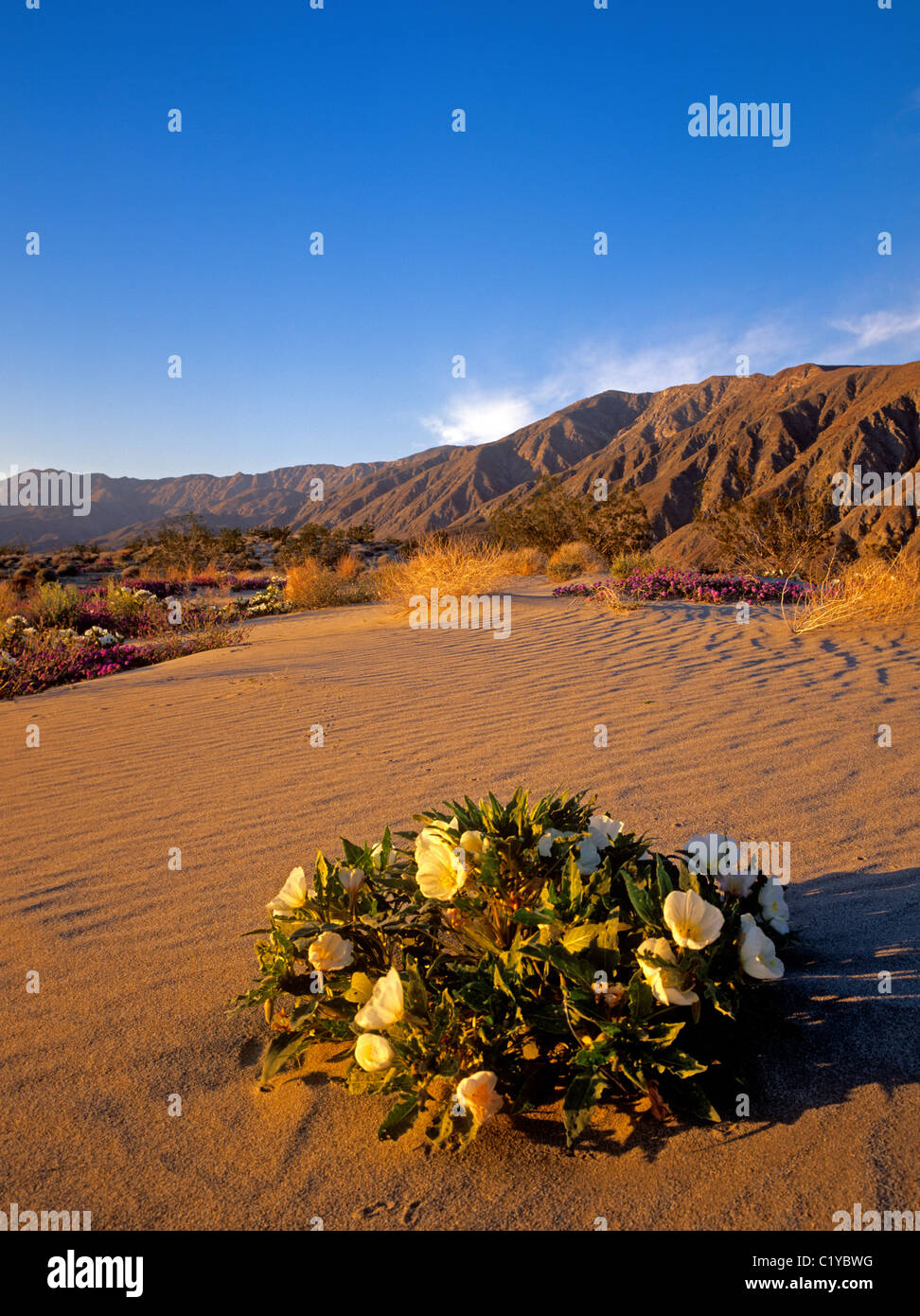 Dune evening Primrose blooming AnzaBorrego Desert State Park