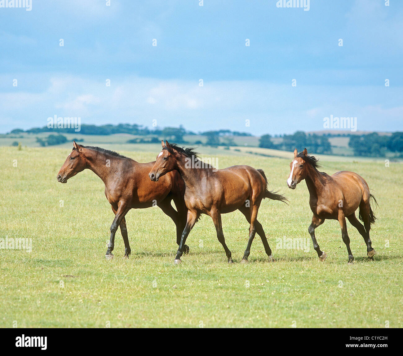 three English Thoroughbred horses - walking on meadow Stock Photo