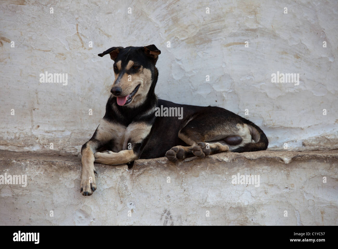 dog Andhra Pradesh South India Stock Photo