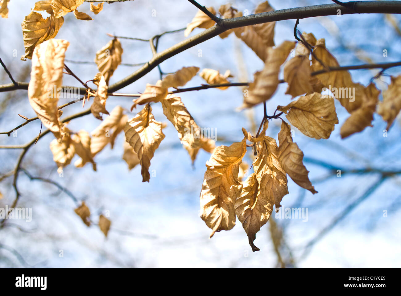 Golden Leaves On The Tree After Winter Just Before Spring Stock Photo Alamy Golden Leaves On The Tree After Winter Just Before Spring Stock Photo Alamy