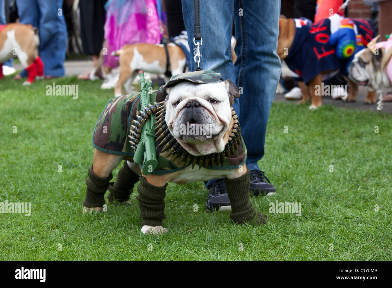 bizarre unusual funny dog "fancy dress" Stock Photo