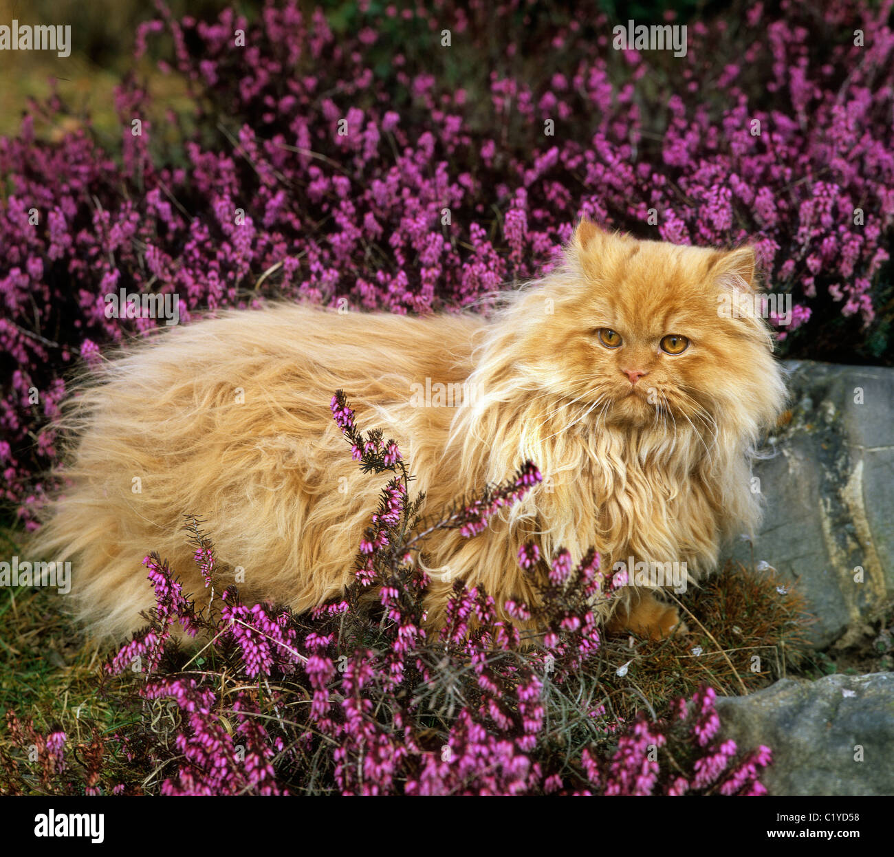 Persian square hi-res stock photography and images - Alamy