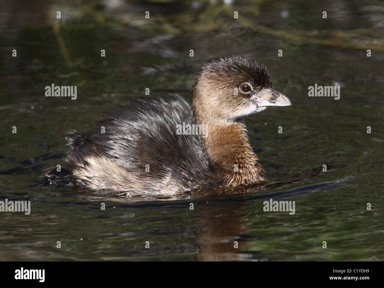 pied billed grebe Anhinga Trail Evergaldes National Park Stock Photo