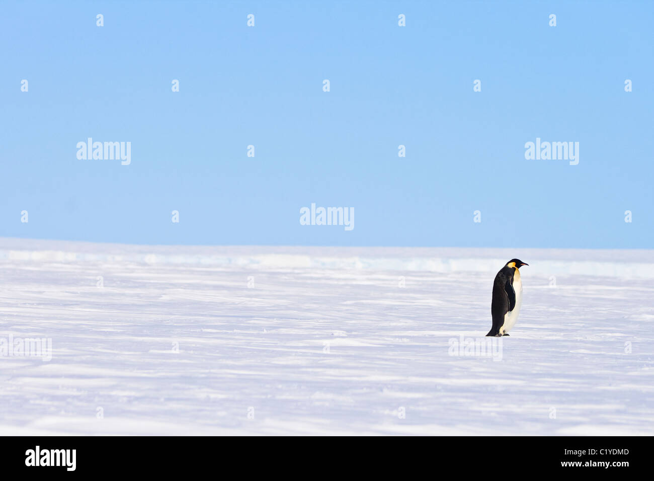 An emperor penguin stares out of frame, while standing motionless on