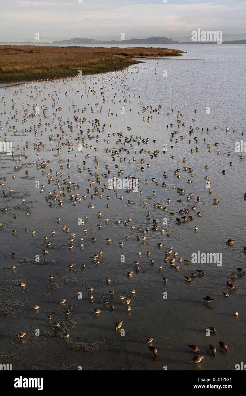 mixed Shorebirds mud flats Palo Alto Baylands Park Calfornia Stock Photo