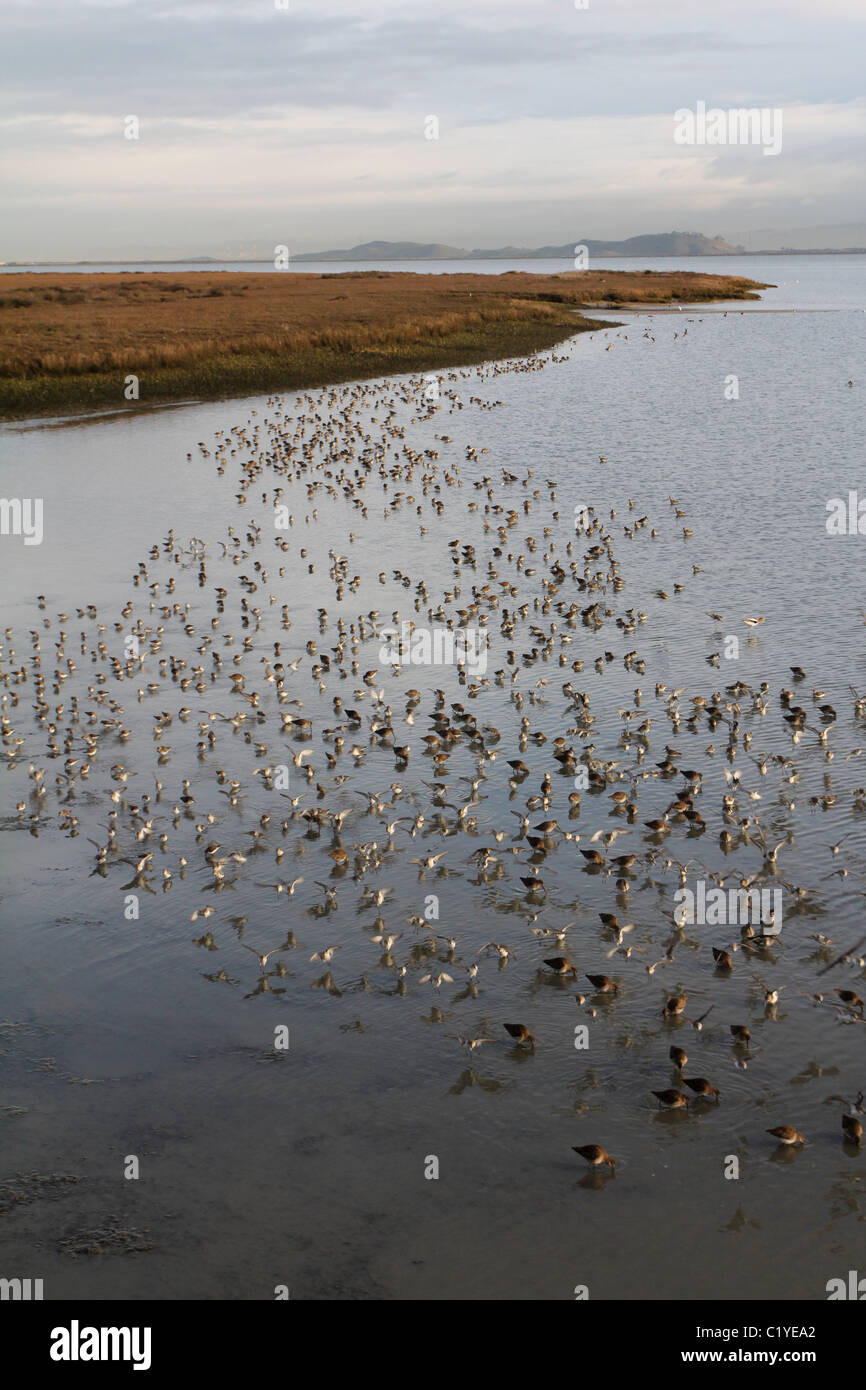 mixed Shorebirds mud flats Palo Alto Baylands Park Calfornia Stock Photo