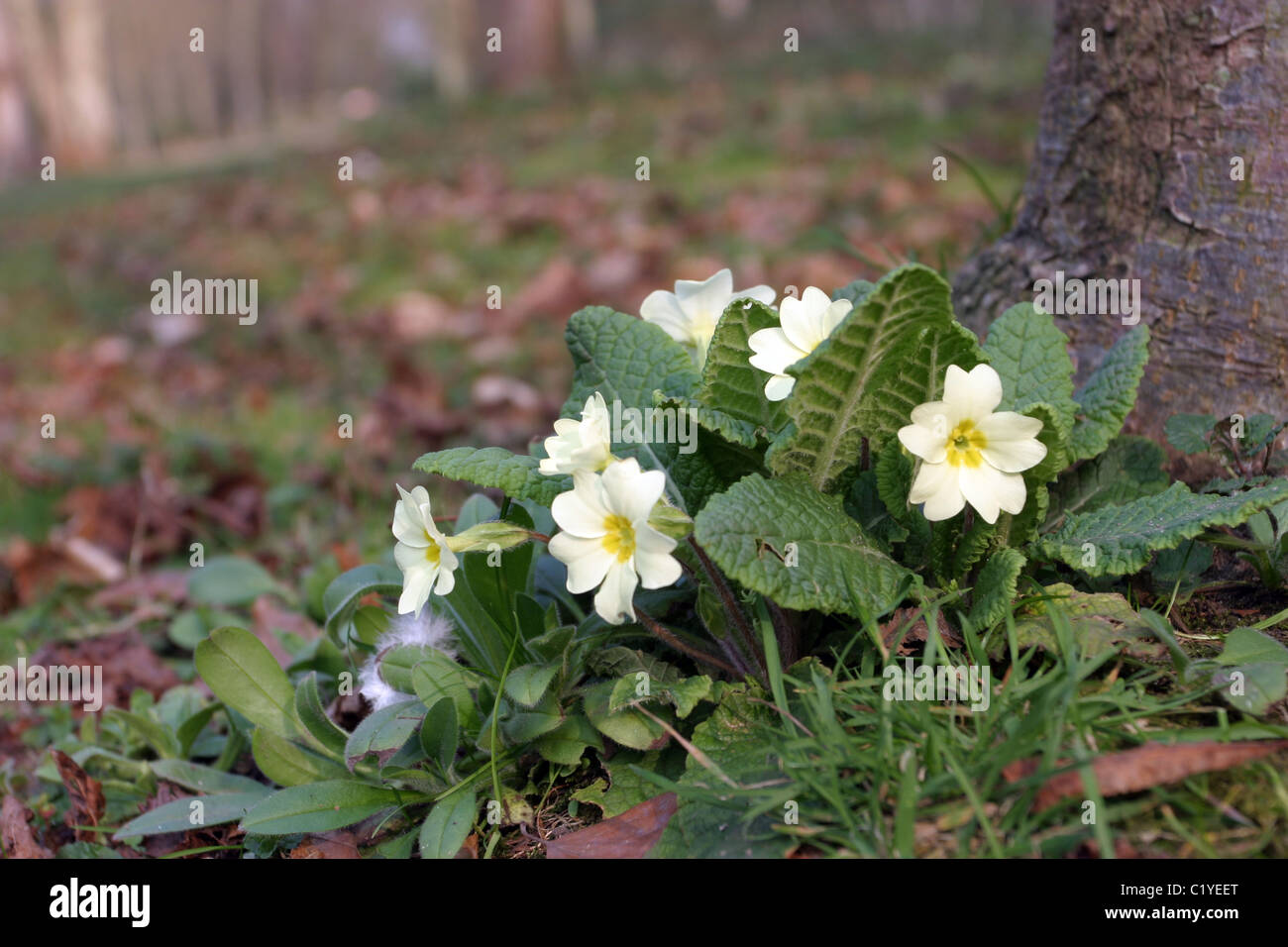 Primroses, Primula Vulgaris Stock Photo Alamy