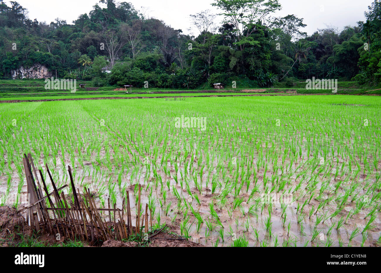 Green rice terrace plantation in indonesian countryside Stock Photo