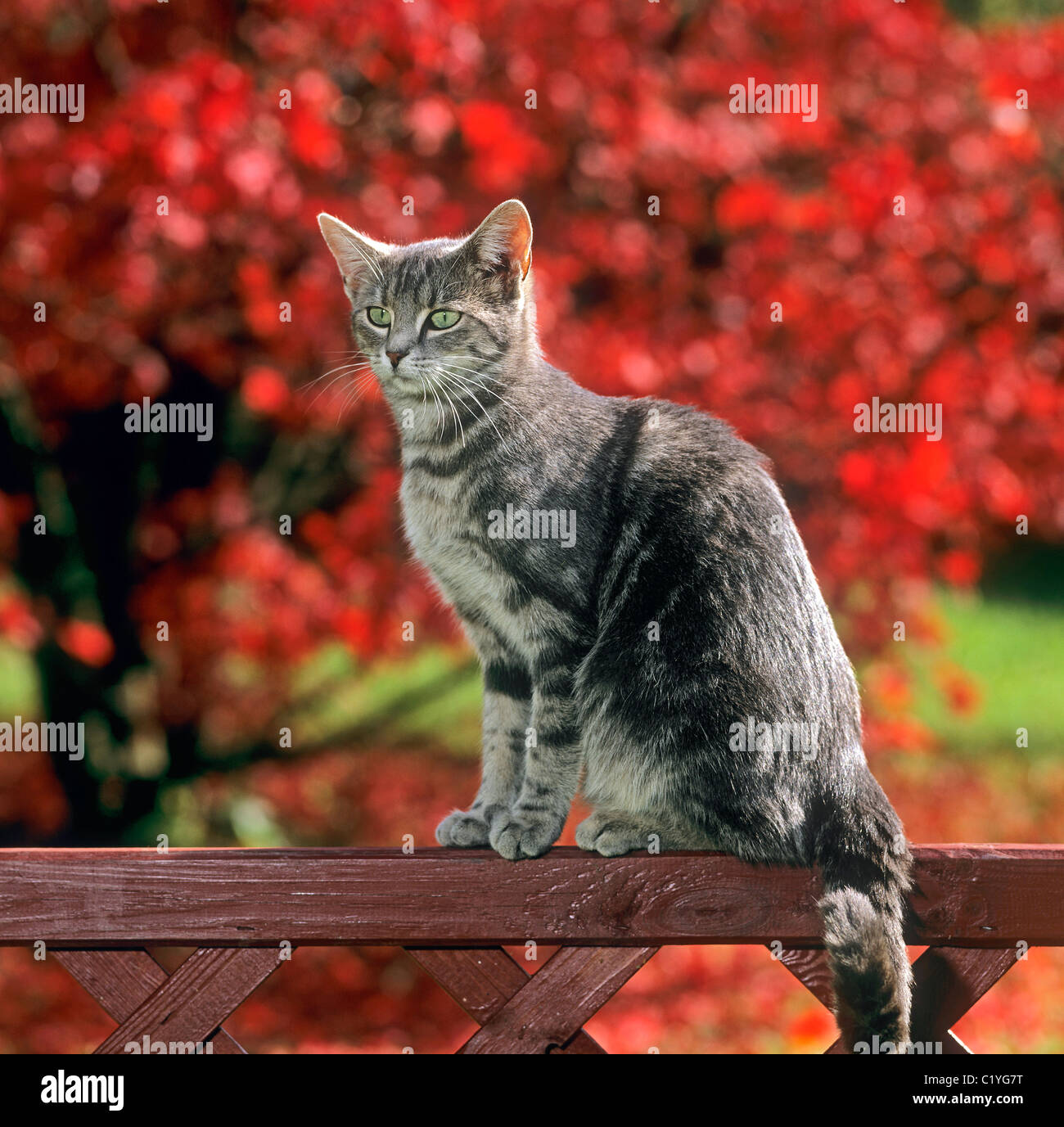 domestic cat - sitting on fence Stock Photo