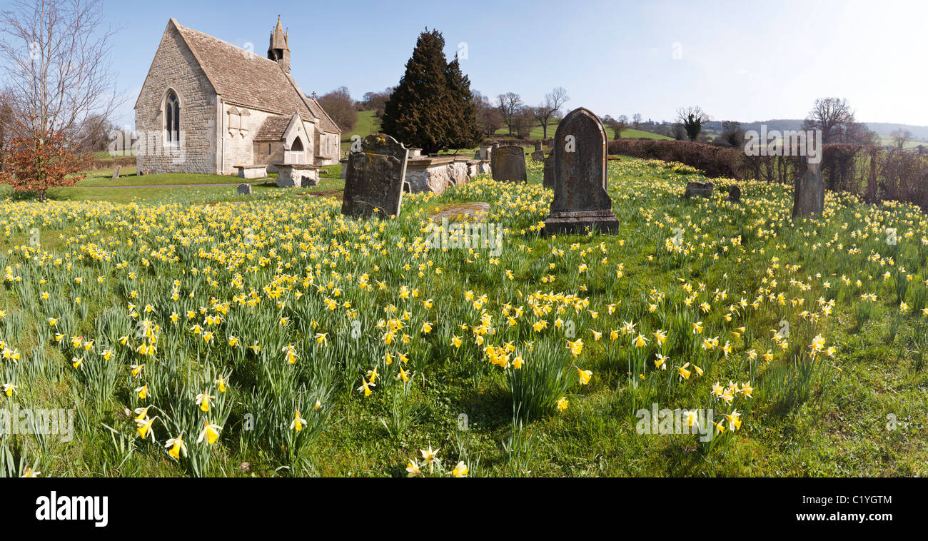 A panoramic view of daffodils in springtime at the church of St John the Baptist in the village of Harescombe, Gloucestershire Stock Photo