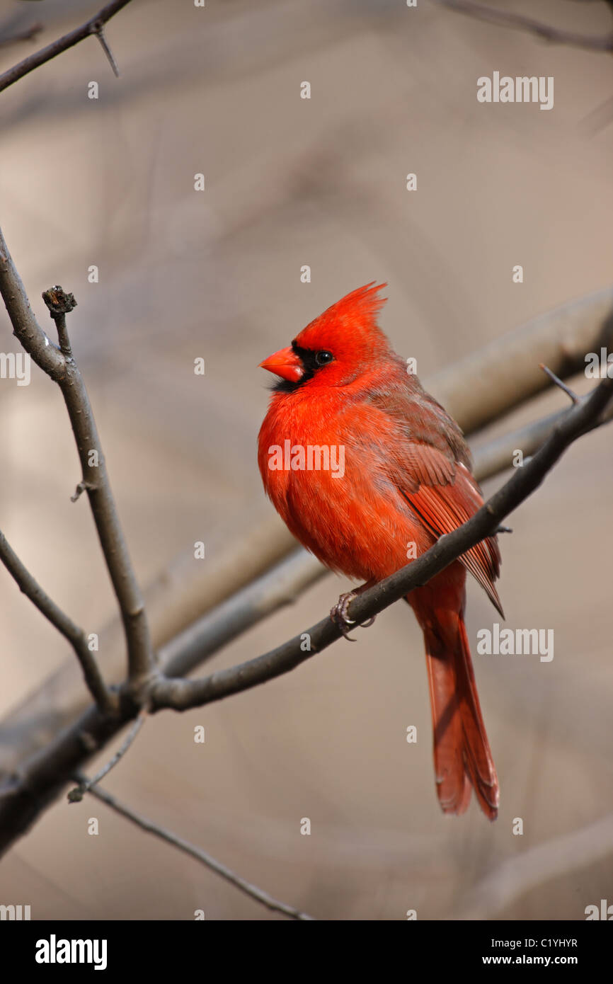 Northern Cardinal (Cardinalis cardinalis cardinalis), Common subspecies, male in a tree in New York City's Central Park. Stock Photo