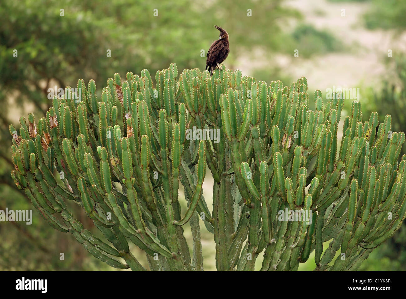 Long-crested Eagle / Lophaetus occipitalis Stock Photo