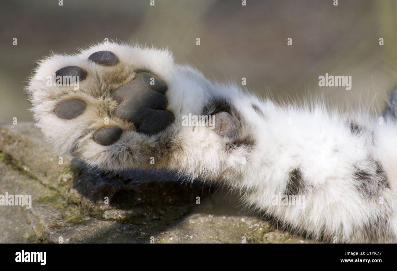 snow leopard paw stock photos snow leopard paw stock images alamy