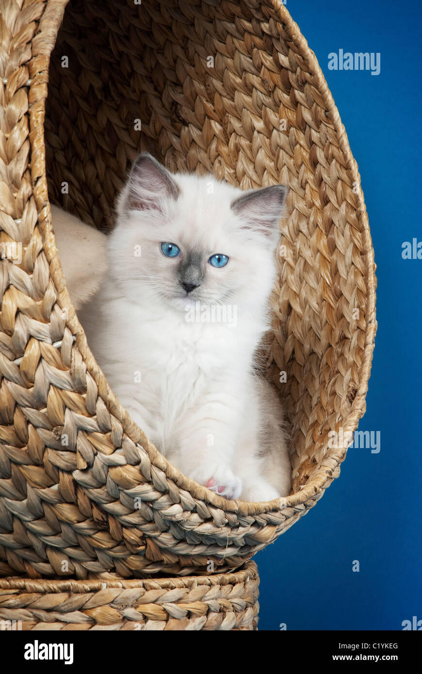 Ragdoll cat kitten sitting in bed Stock Photo Alamy