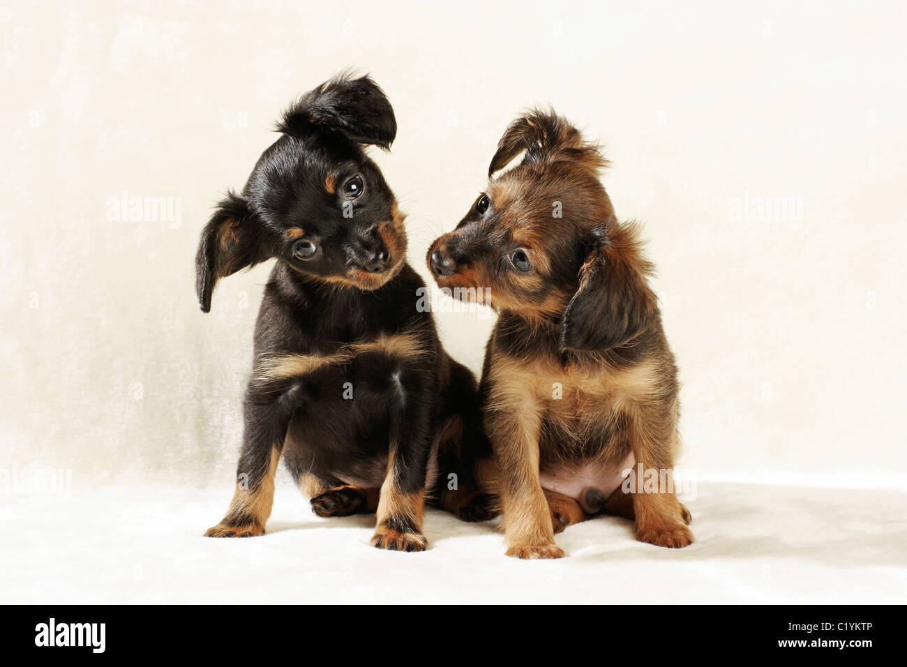 Russian Toy Terrier dog two puppies sitting Stock Photo