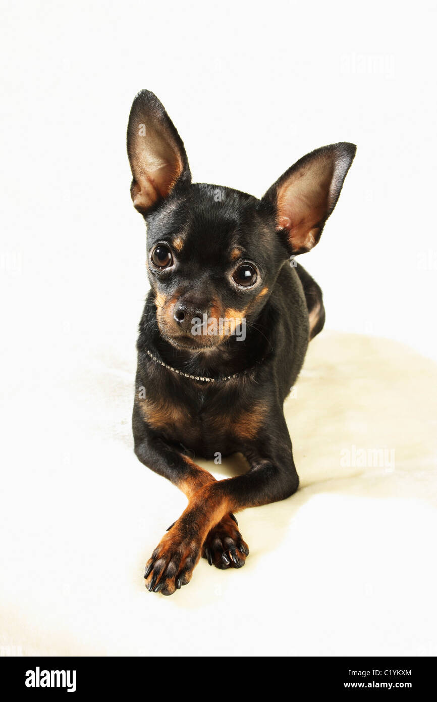 Russian Toy Terrier dog lying Stock Photo