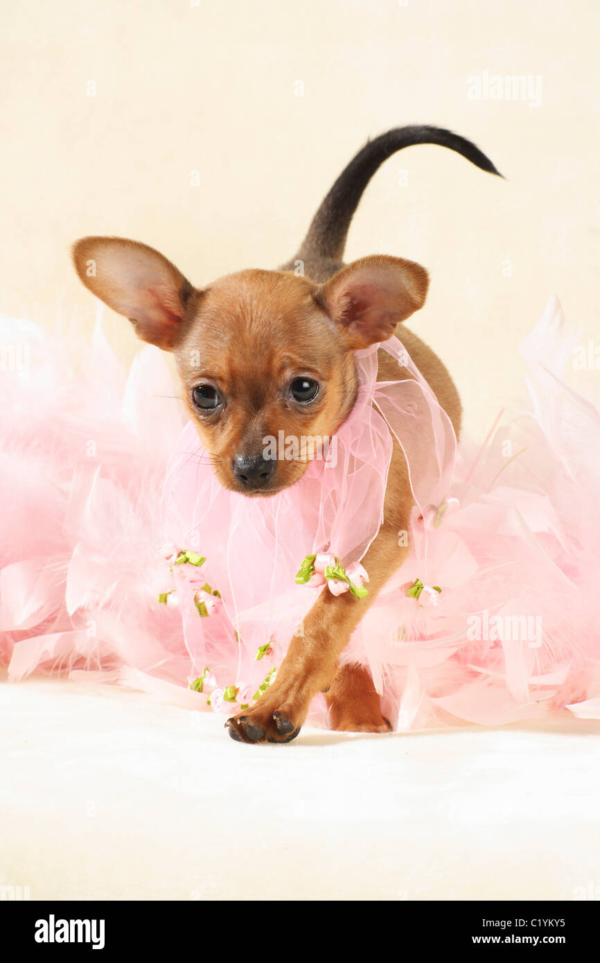 Russian Toy Terrier dog puppy Stock Photo