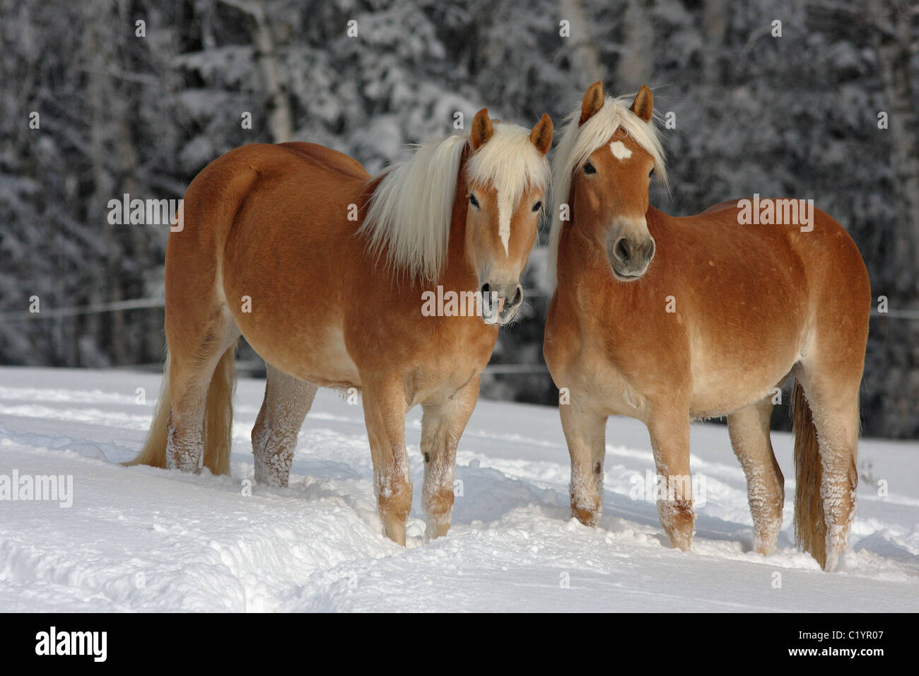 two Haflinger horses standing in snow Stock Photo Alamy