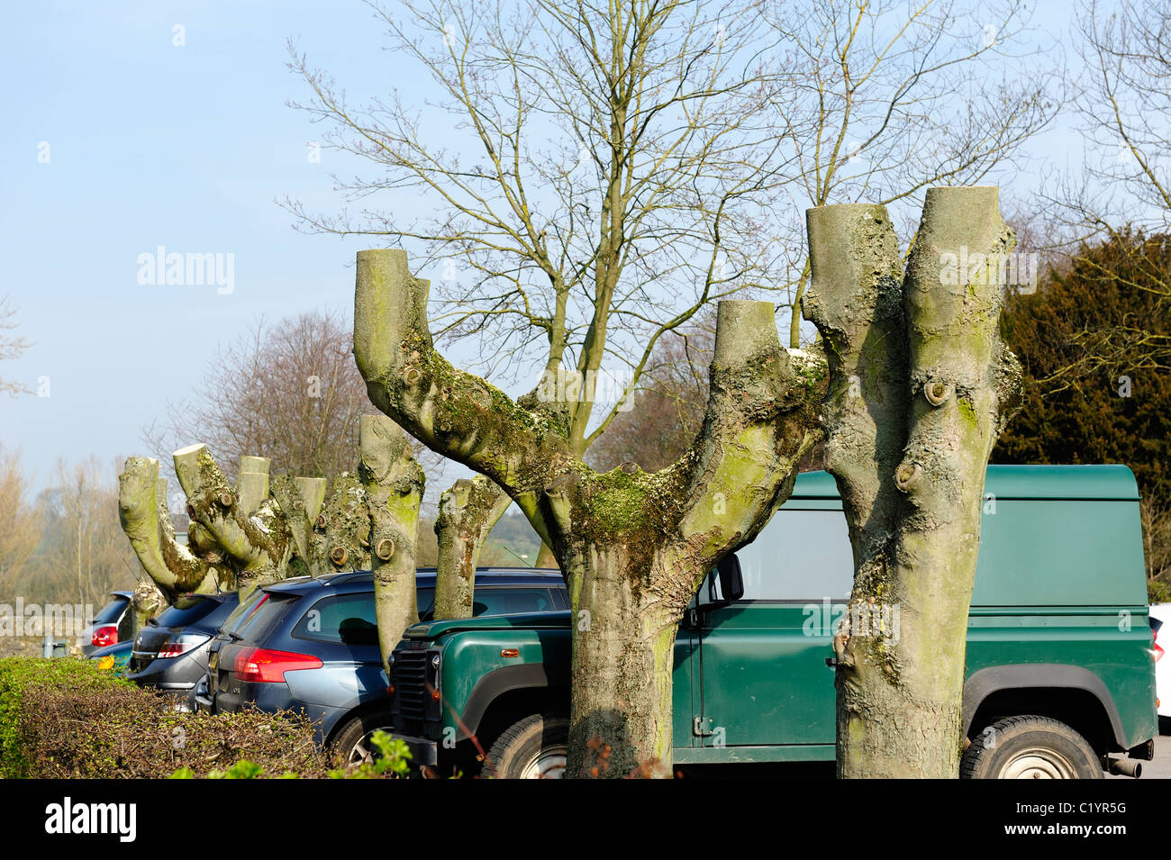 freshly trimmed trees car park in bakewell Derbyshire england uk Stock