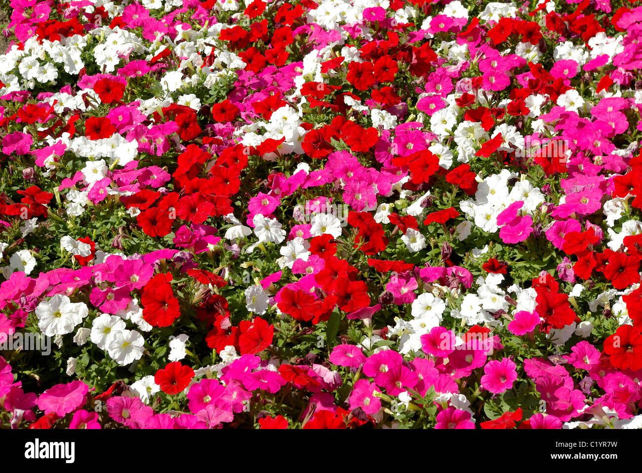Flowers Viola. Flowerbed. Stock Photo
