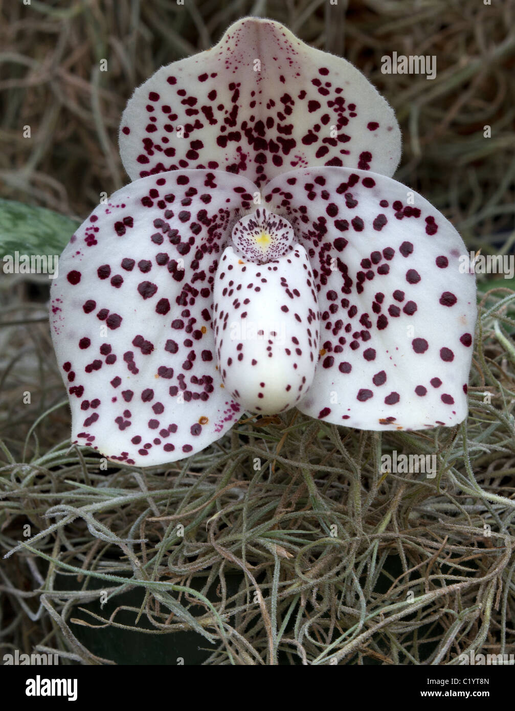 Exotic white orchid (Paphiopedilum bellatulum) Stock Photo