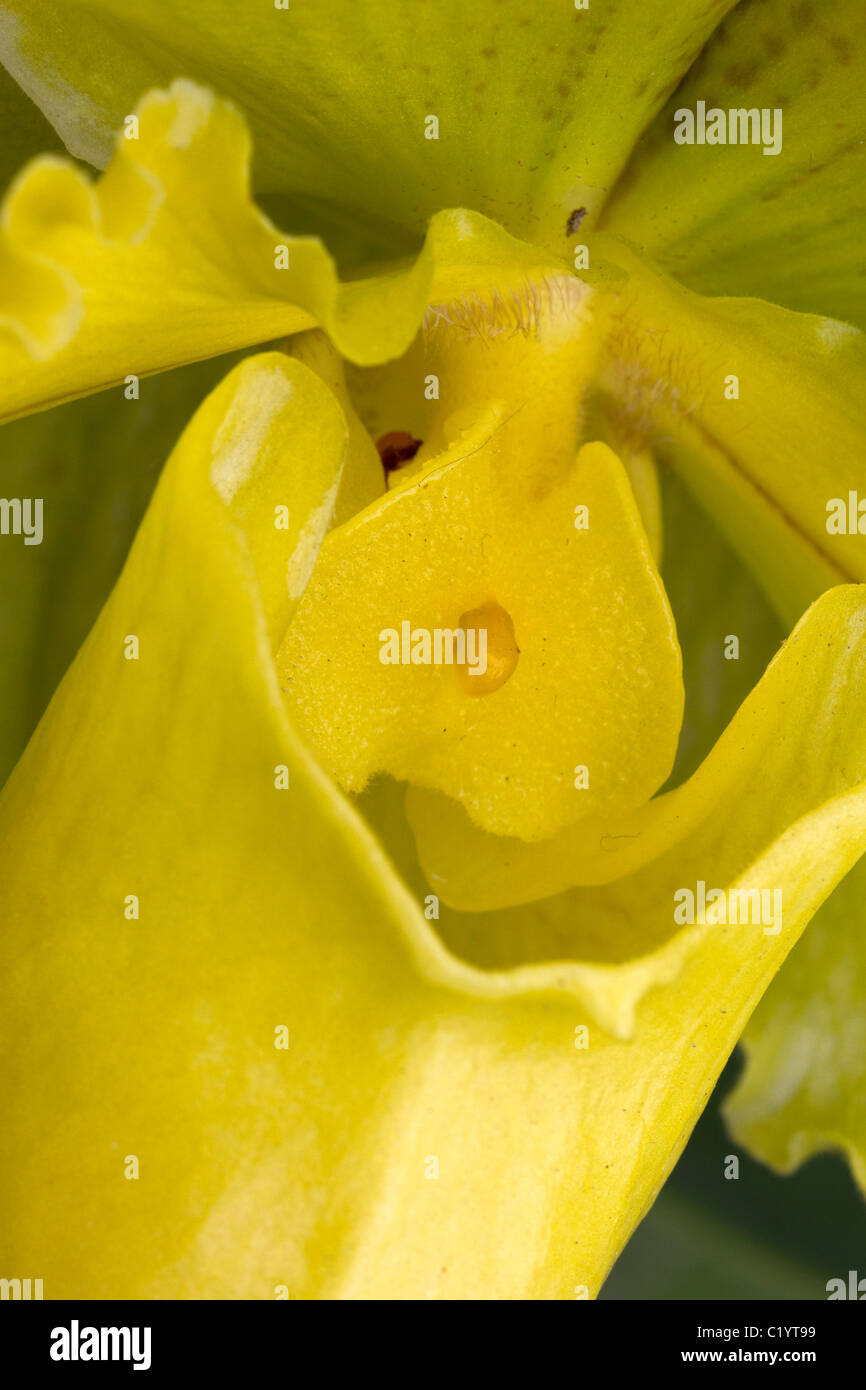 Paphiopedilum orchid closeup. Stock Photo