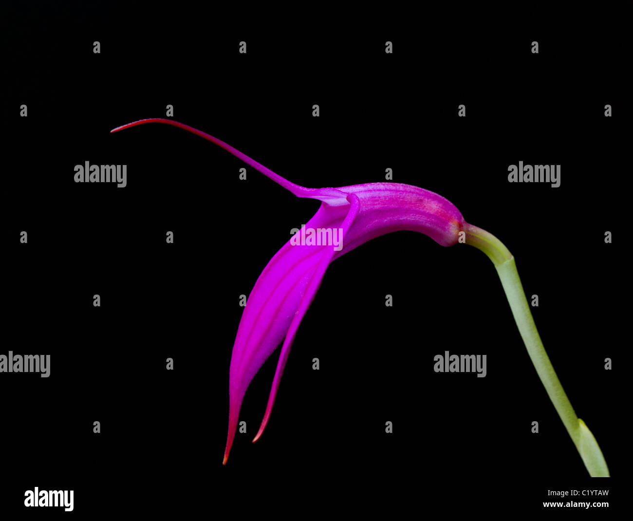 Delicate arc hi-res stock photography and images - Alamy