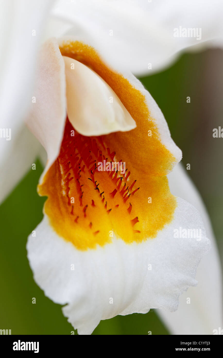 Odontioda orchid closeup. Stock Photo