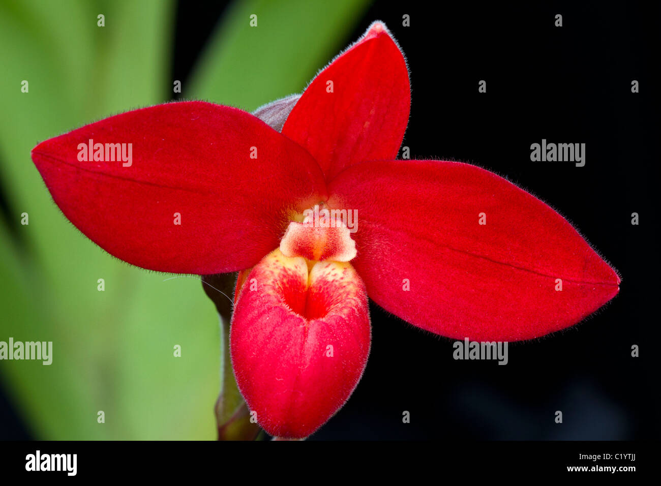 Red orchid (Phragmipedium sp., 'Cinnamon Fire') Stock Photo