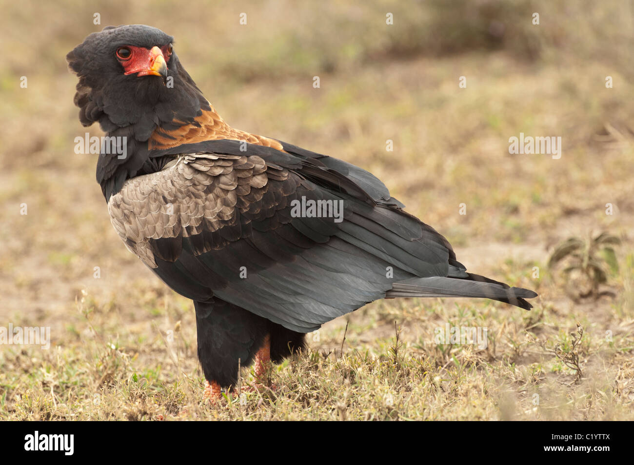 Stock photo of a Bateleur eagle standing on the short-grass plains of the Serengeti ecosystem. Stock Photo