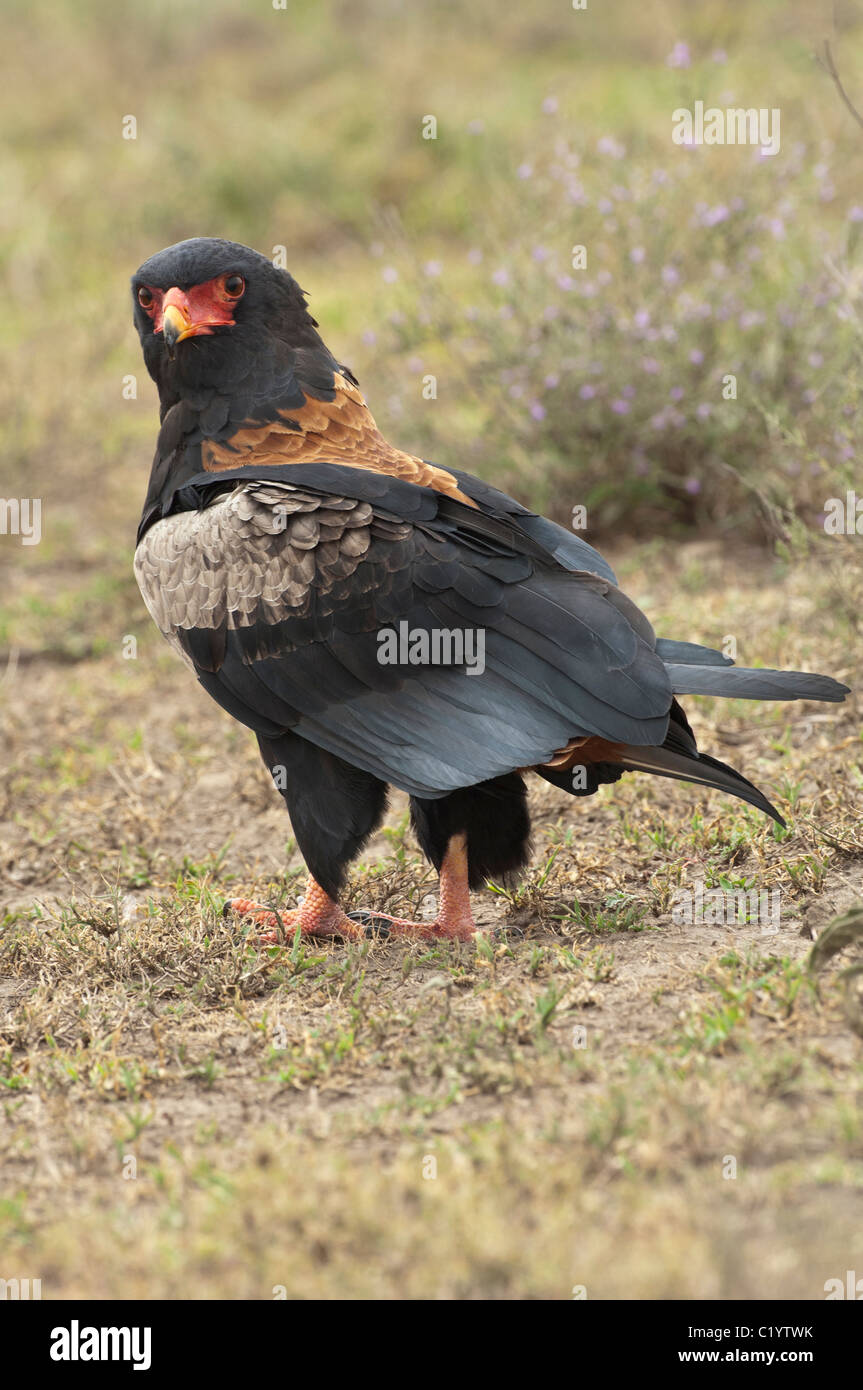 Stock photo of a Bateleur eagle standing on the short-grass plains of the Serengeti ecosystem. Stock Photo