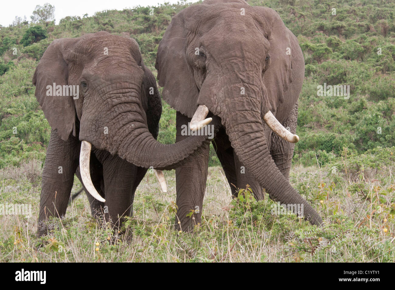 Stock photo of an elephant reaching over to another with his trunk