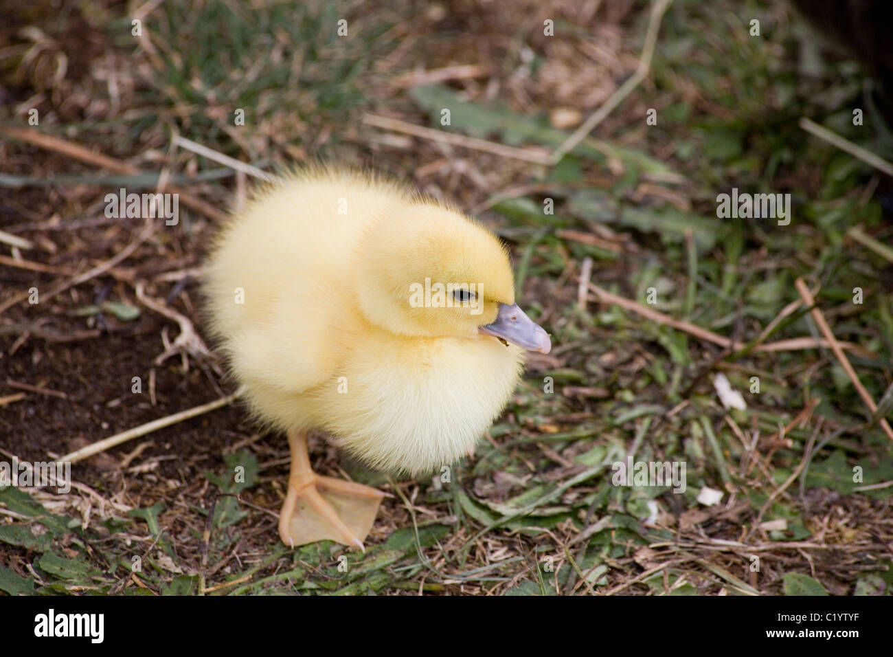 a duckling close up shot Stock Photo
