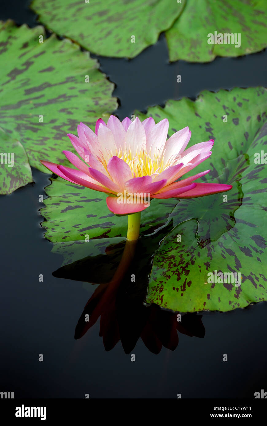 Water lily closeup in water with lovely color and green leaves Stock ...