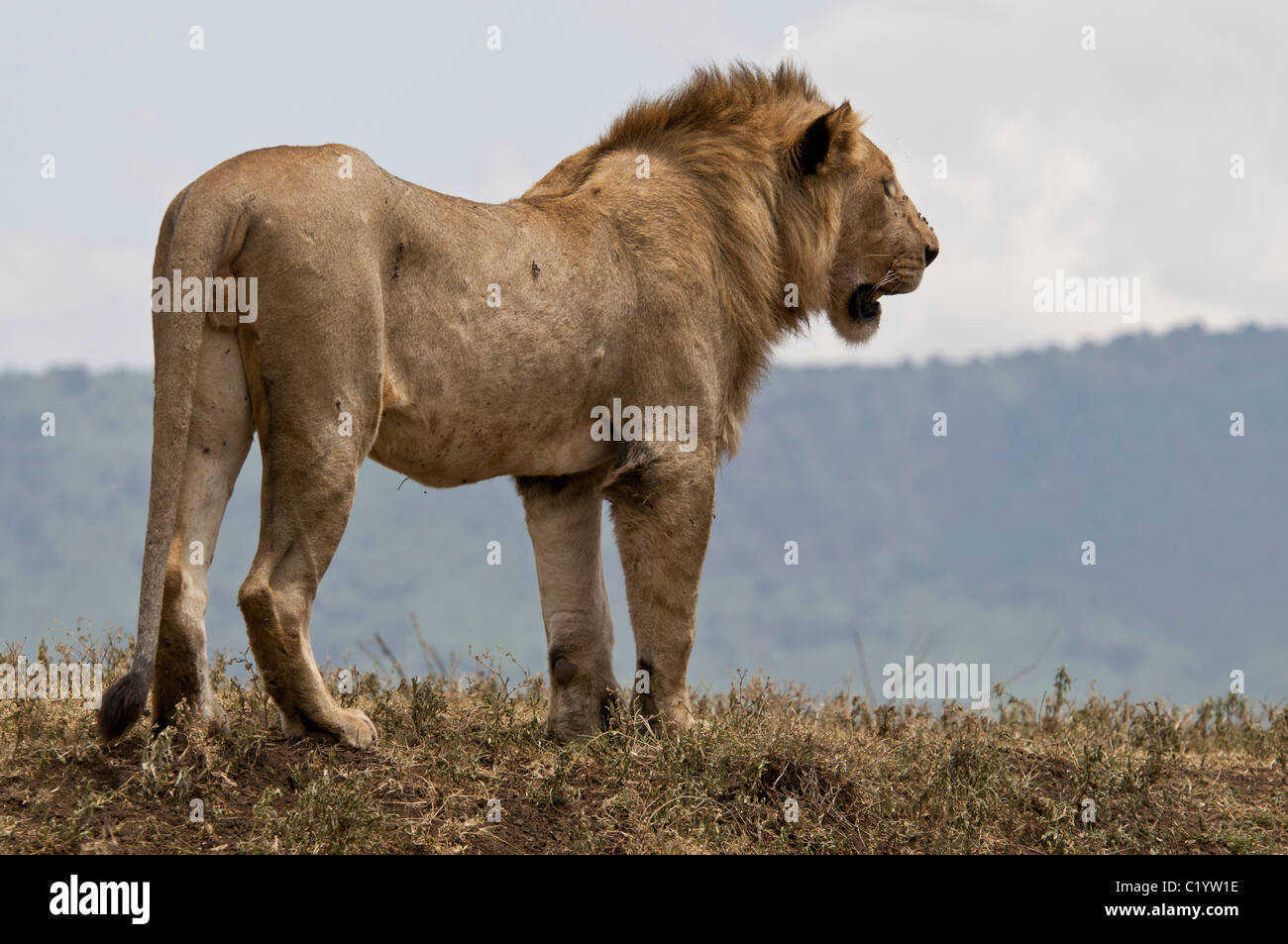 Stock photo of a young male lion standing on a ridge to survey the area. Stock Photo