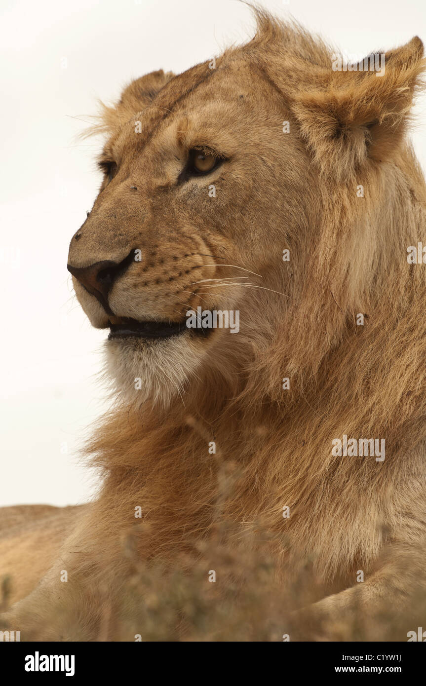 Stock photo closeup of a young male lion sitting on a ridge, with his head skylighted. Stock Photo