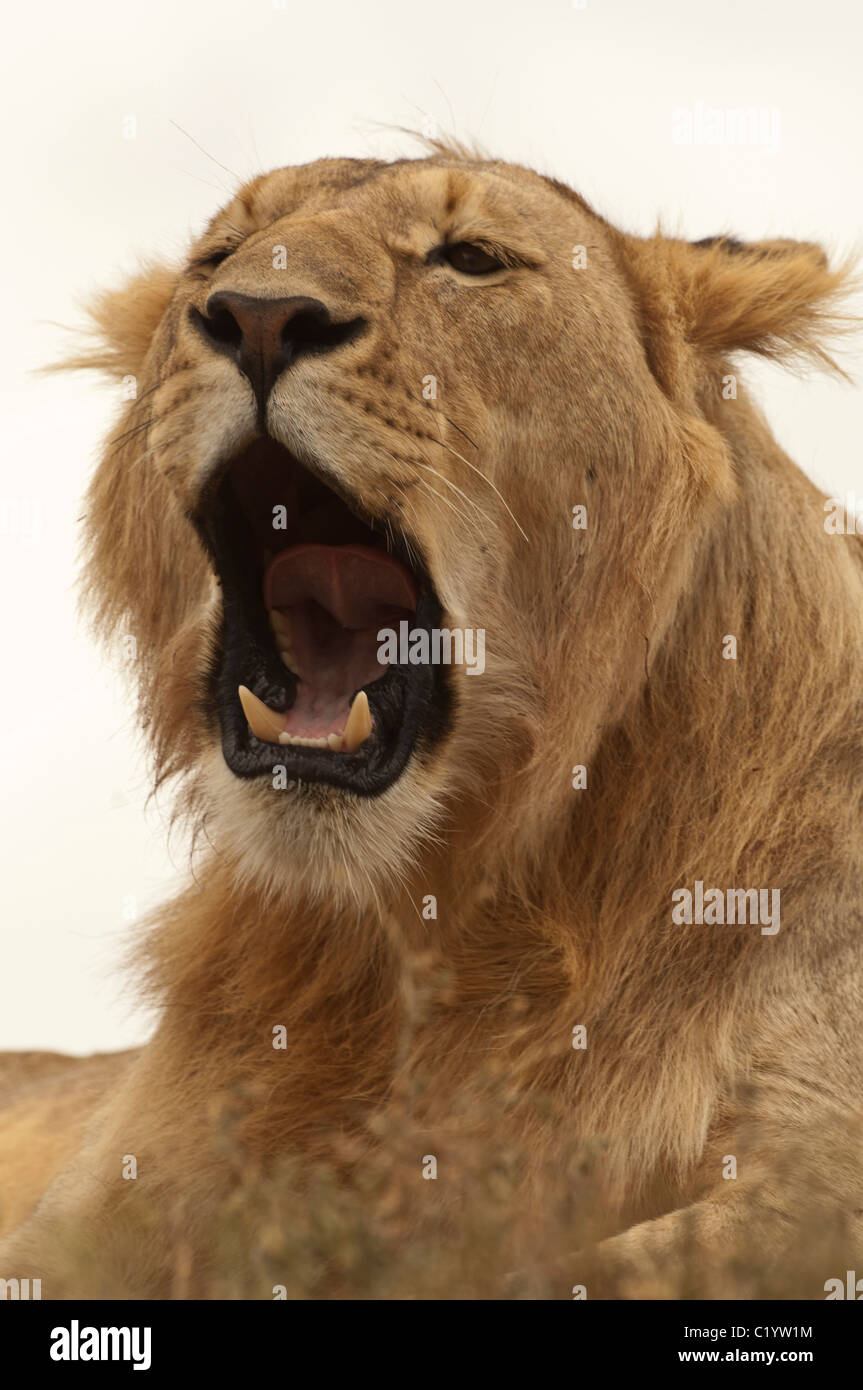 Stock photo closeup of a young male lion sitting on a ridge yawning, with his head skylighted. Stock Photo