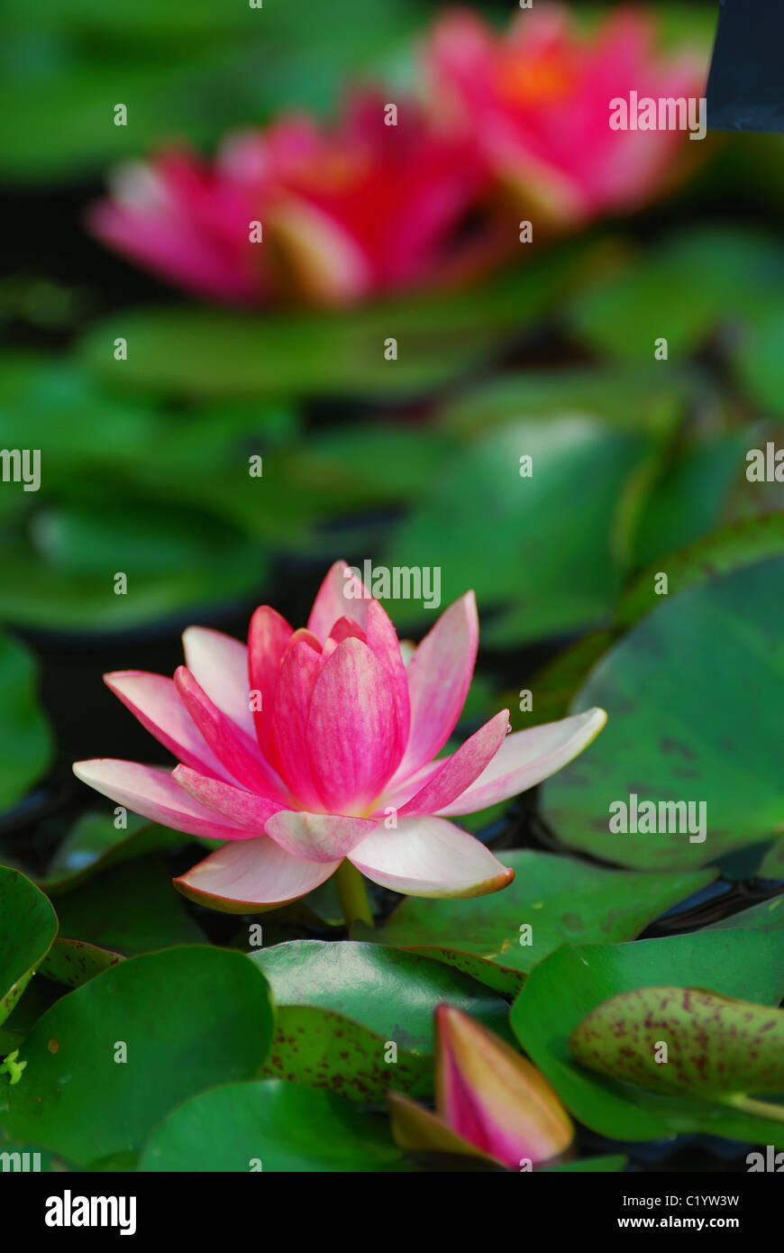 Water lily closeup in water with lovely color and green leaves Stock ...