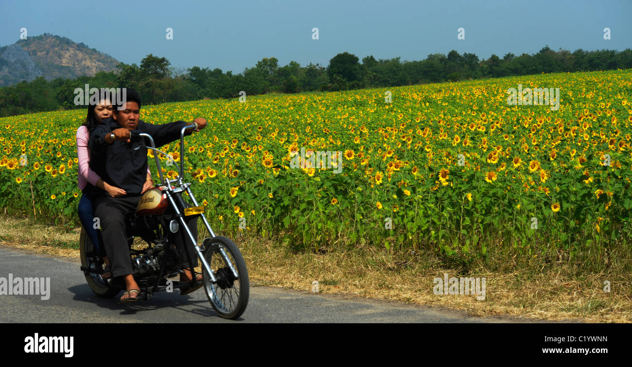 easy rider thai style, thai with his girlfriend on a chopper bike , sunflower fields of lopburi , central Thailand Stock Photo