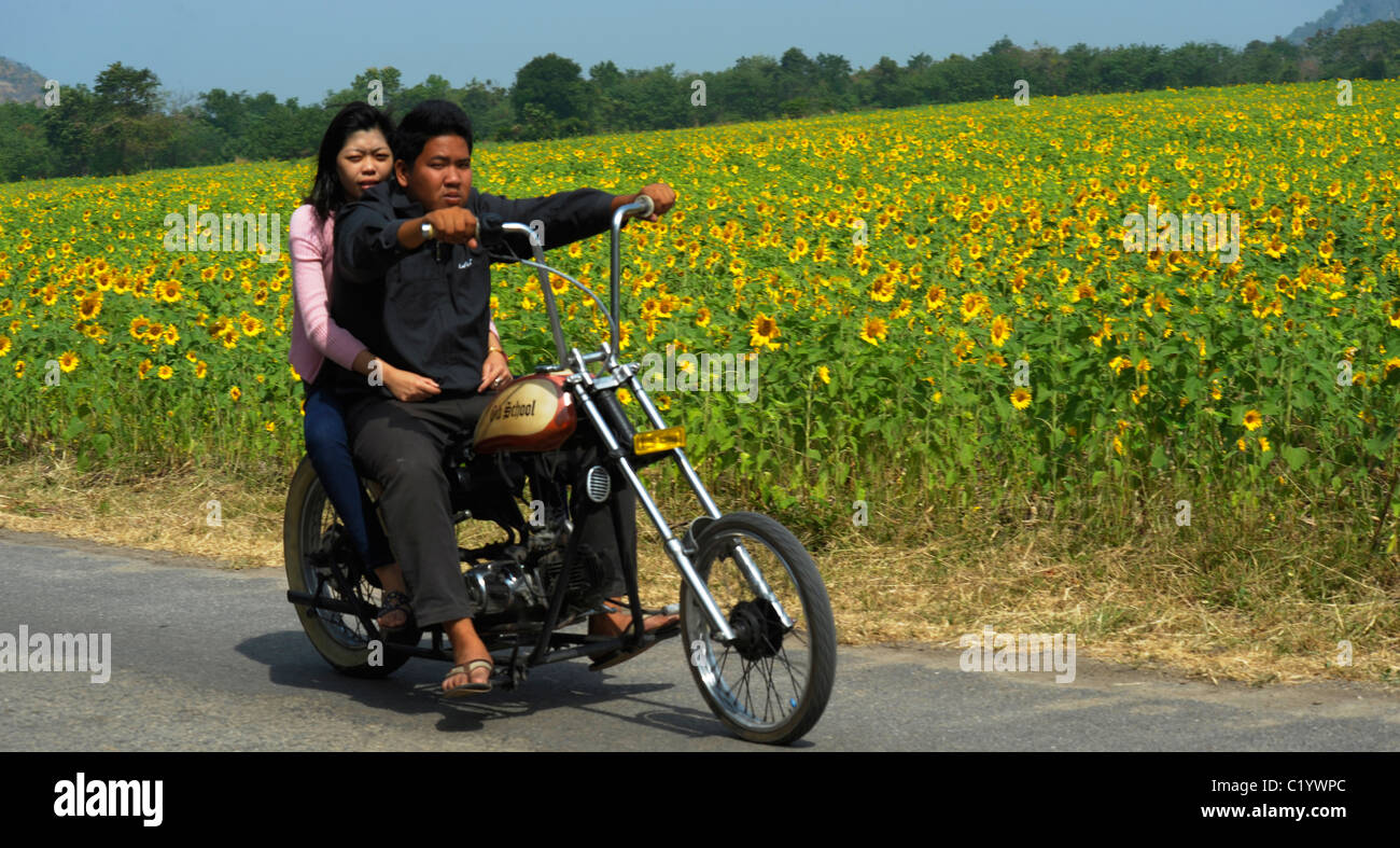 easy rider thai style, thai with his girlfriend on a chopper bike , sunflower fields of lopburi , central Thailand Stock Photo