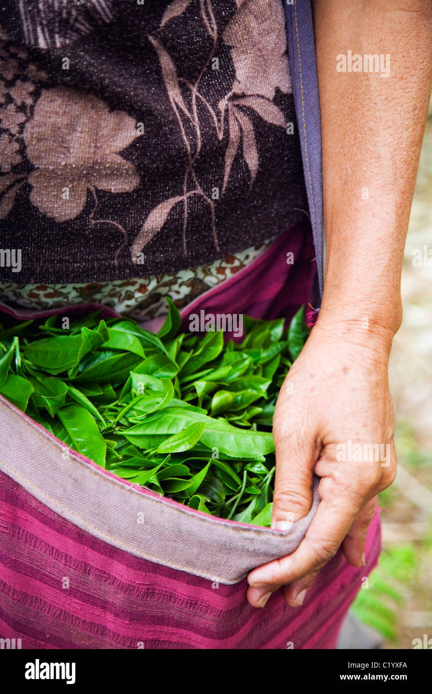 A worker with tea leaves hand picked at Mae Aw, Mae Hong Son province, THAILAND. Stock Photo