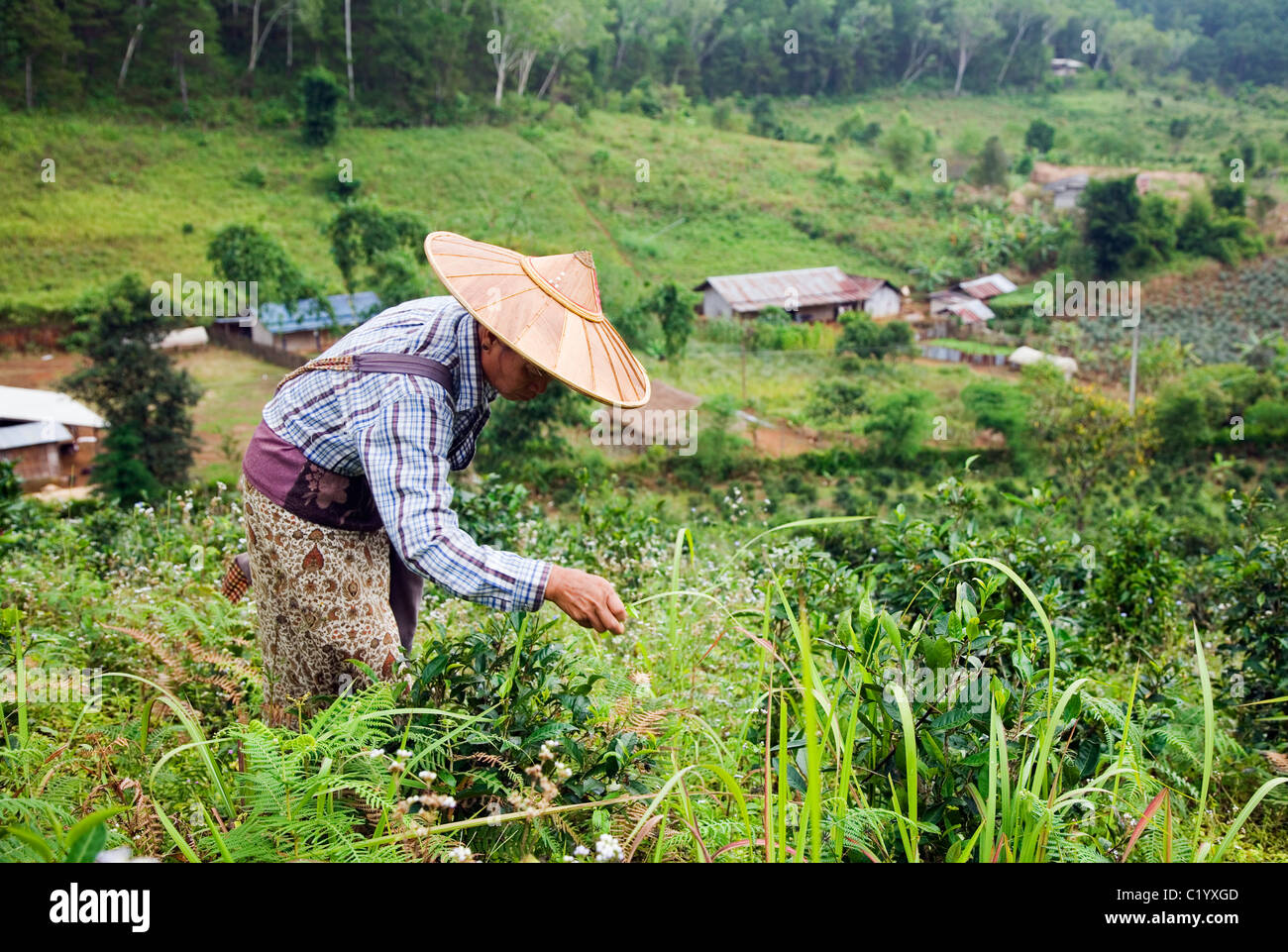 A woman harvests tea leaves by hand at Mae Aw, Mae Hong Son, Thailand Stock Photo