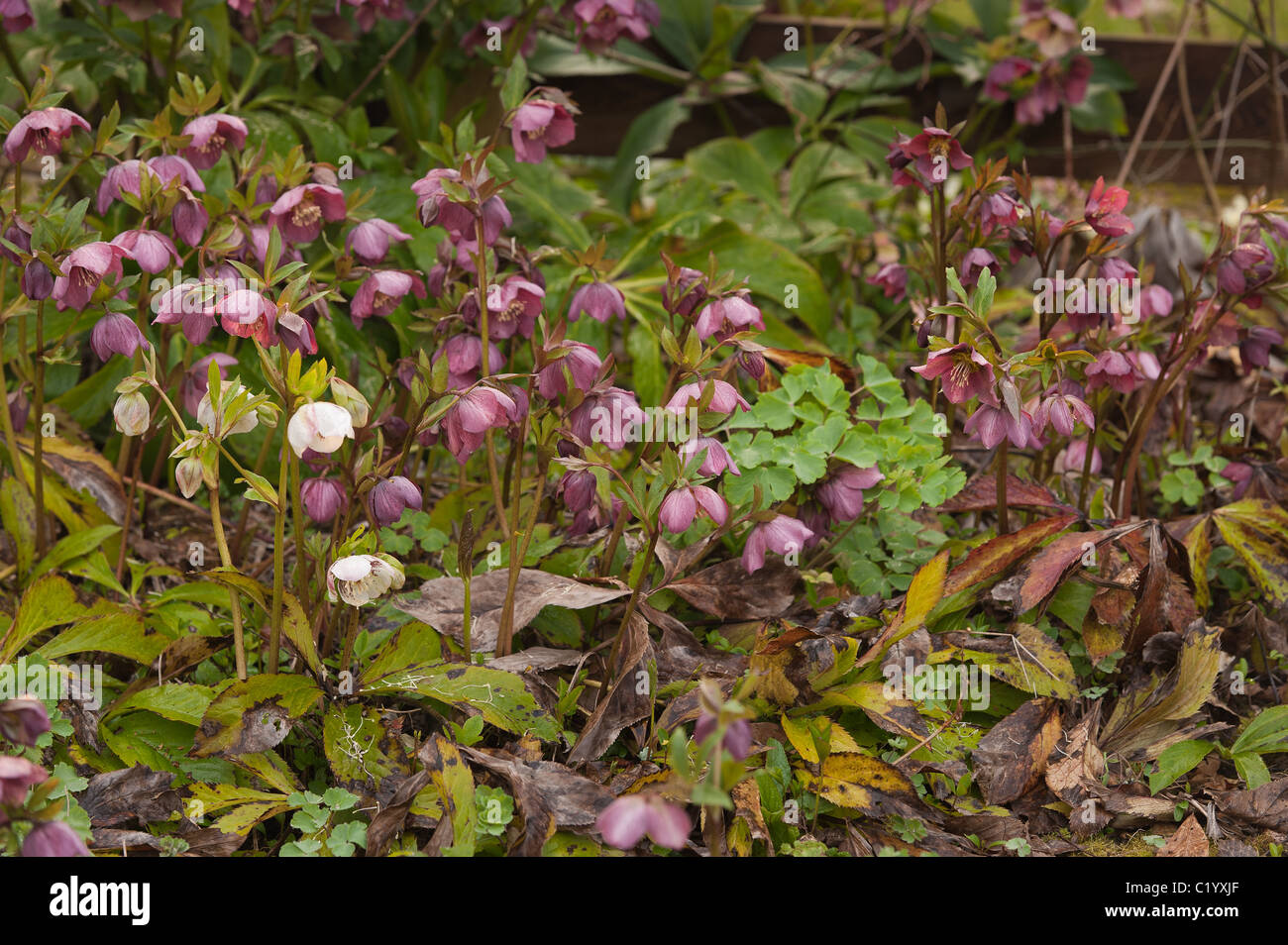 hellebore flower clumps, a hardy evergreen and deciduous perennial traditional Victorian garden Stock Photo
