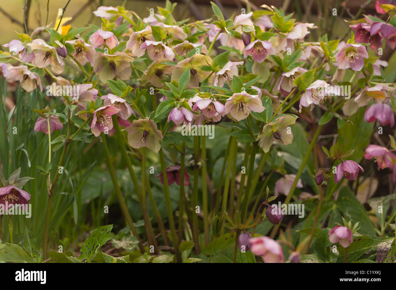 hellebore flowers in clumps, a hardy evergreen and deciduous perennial traditional Victorian garden Stock Photo