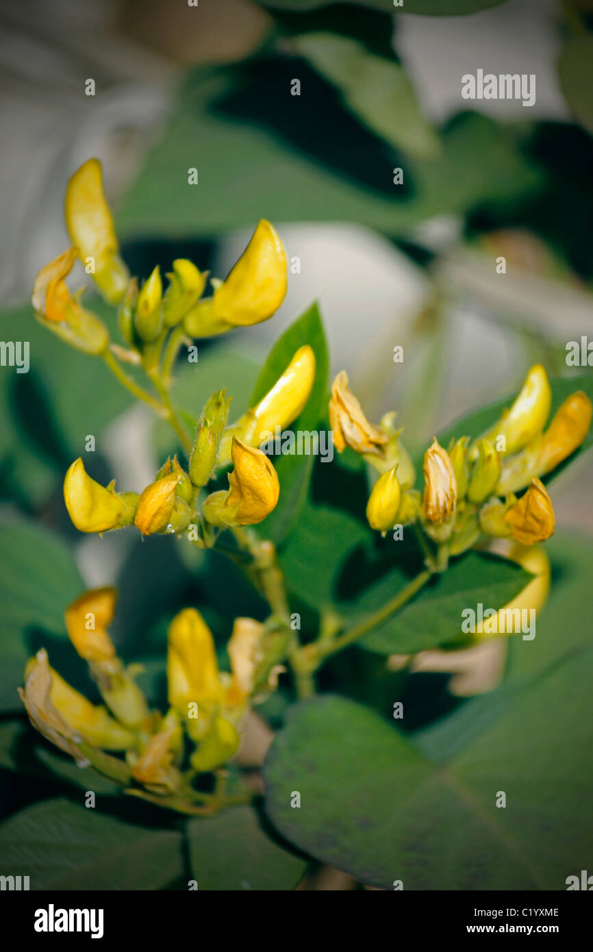 Flowers Of Red Gram, Pigeon Pea, Yellow Lentil, Pune, Maharashtra