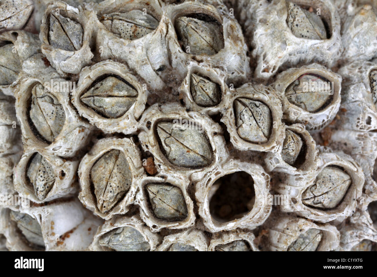 Barnacles skeleton - Arthropod Crustacea Cirripedia Stock Photo