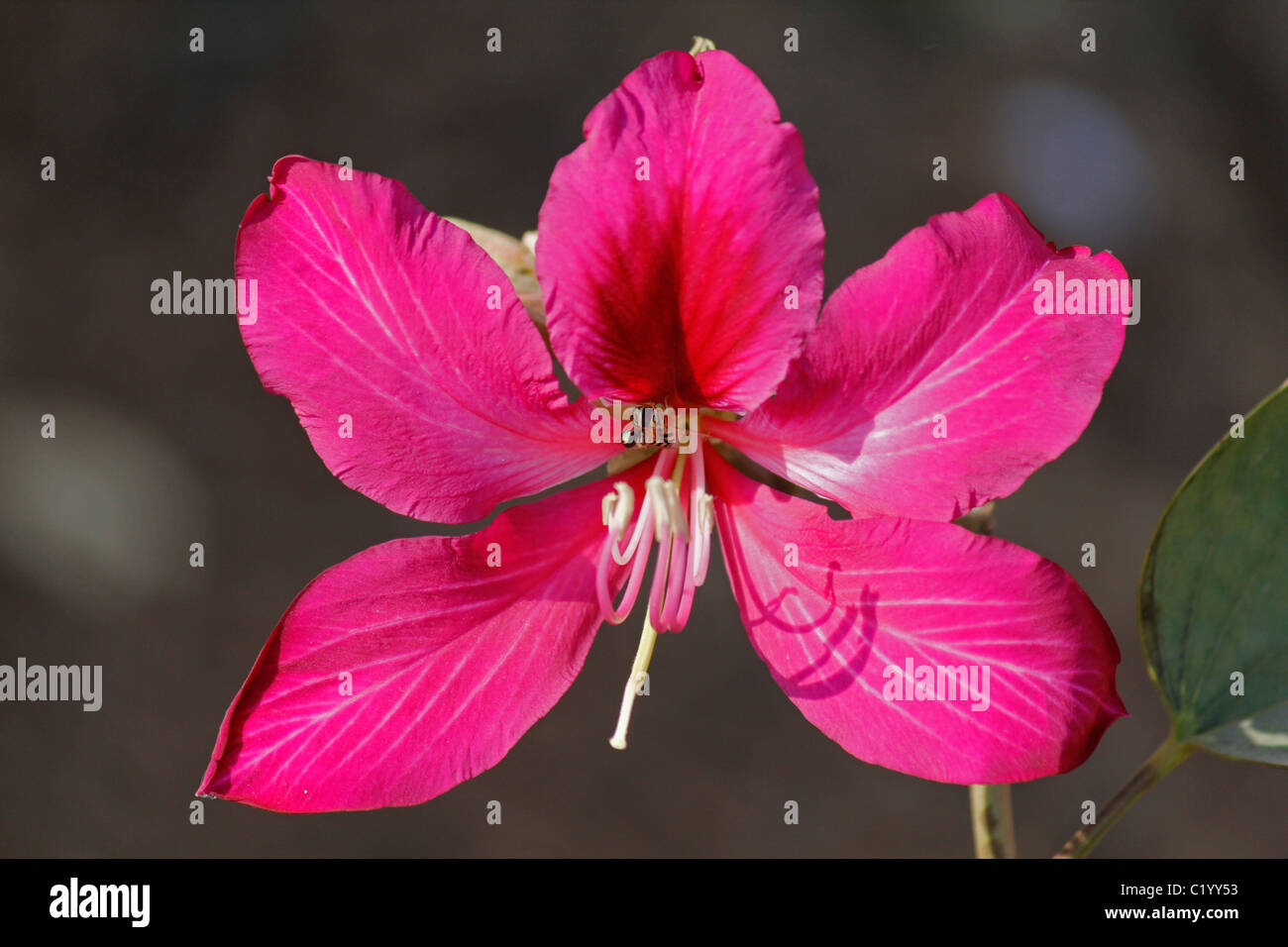 Flower of Hong Kong Orchid-Tree, Red-flowered bauhinia, Bauhinia x blakeana, Pune, Maharashtra, India Stock Photo